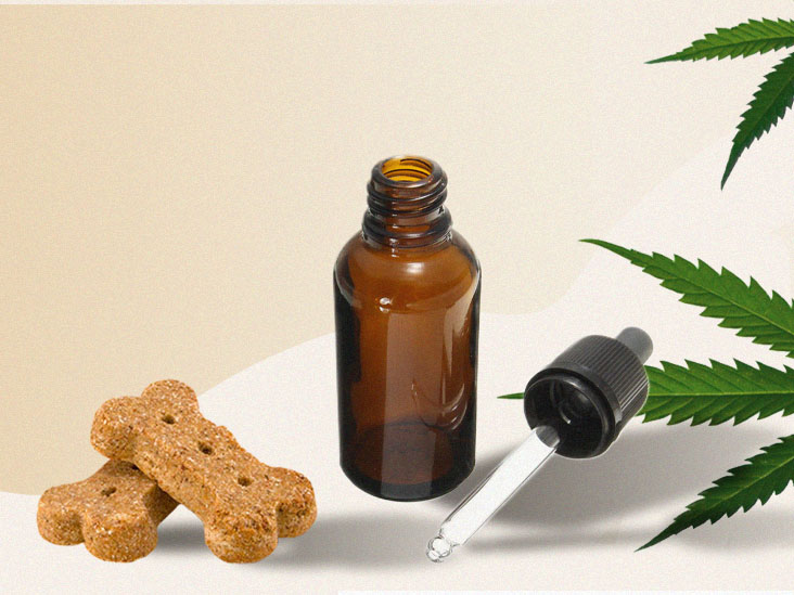 Hemp vs CBD For Dogs – Effects And Benefits!