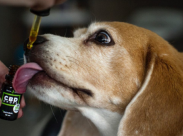 "CBD Oil For Dogs Dose Calculator"