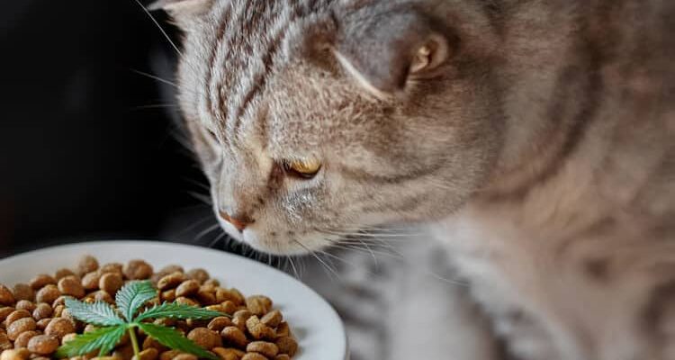 CBD Treats For Cats Every Cat Owner Should Know